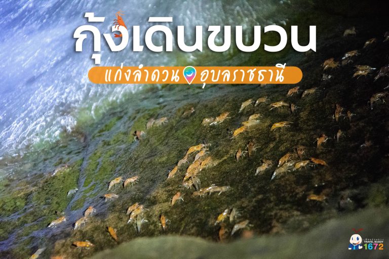Freshwater shrimp crossing wet rocks at Kaeng Lamduan