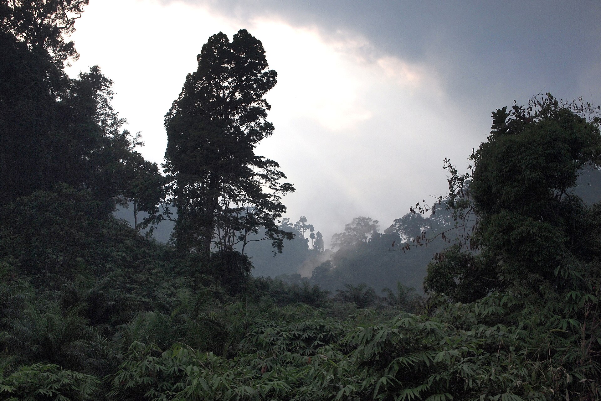 Deep forest in Khao Lak-Lam Ru National Park