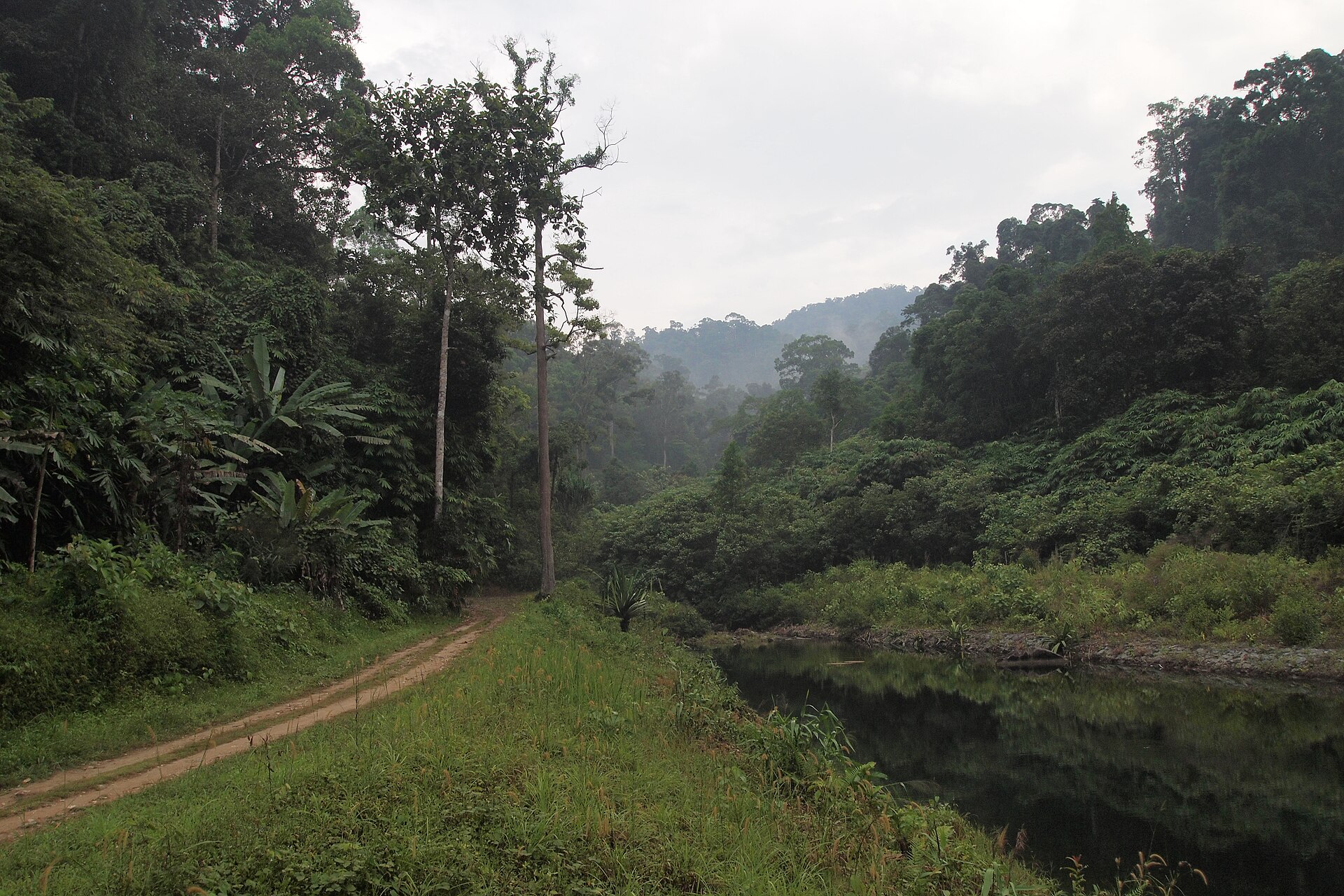 Forest trail in Khao Lak-Lam Ru National Park