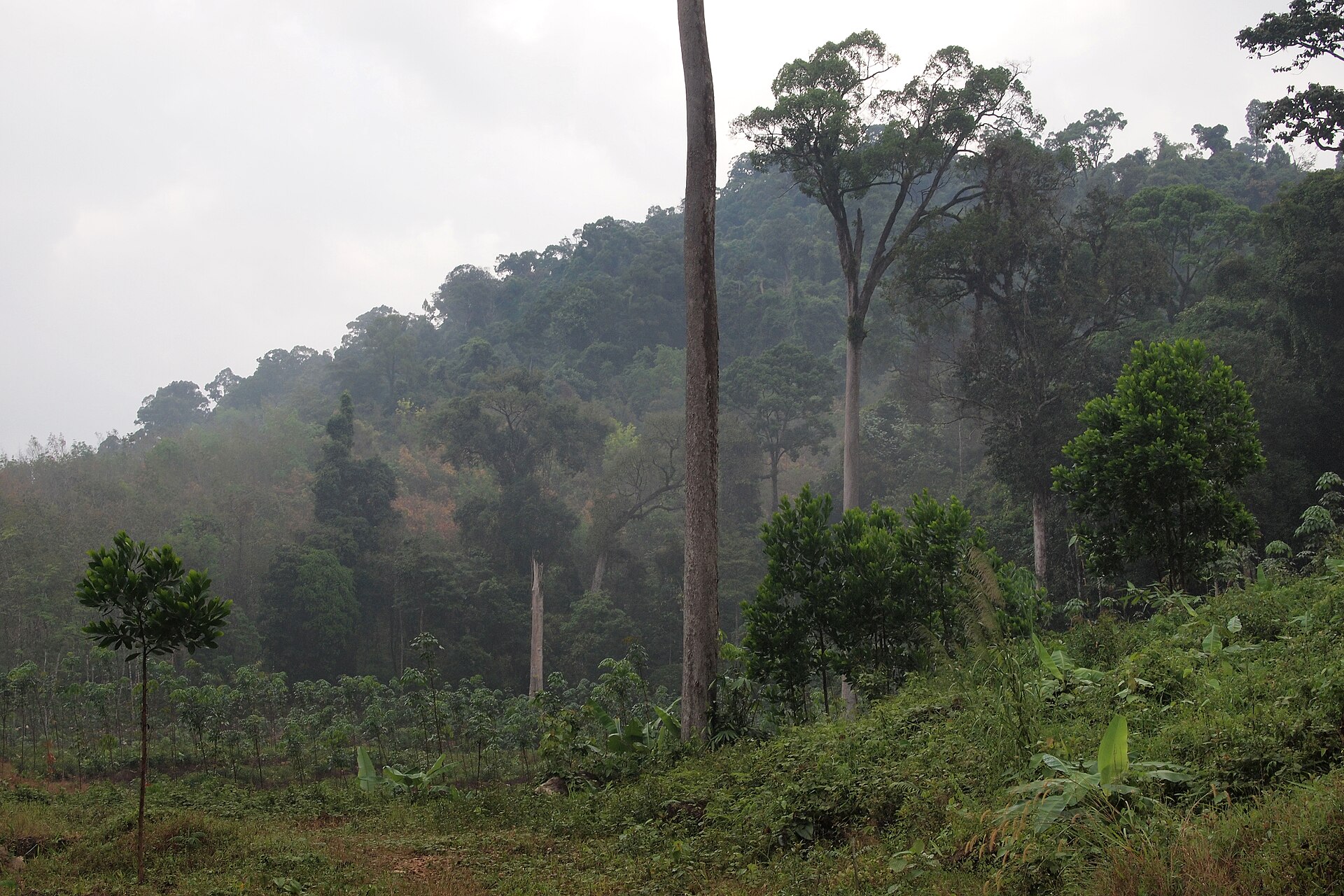 Rainforest vegetation in Khao Lak-Lam Ru National Park