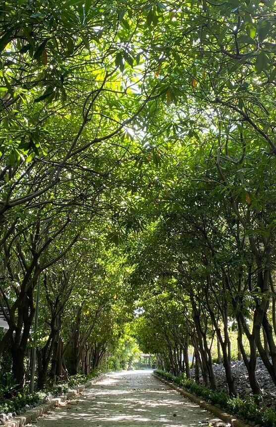 Green surroundings at Sanpudard Health and Wellness Club