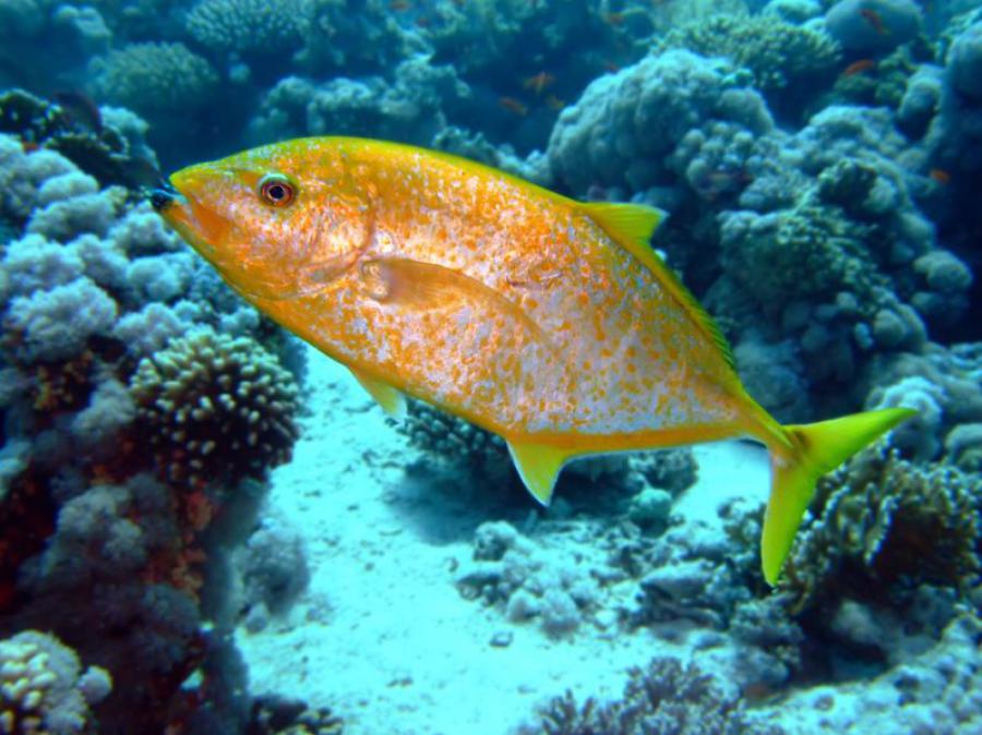 Yellow-spotted trevally in Mu Ko Ang Thong waters