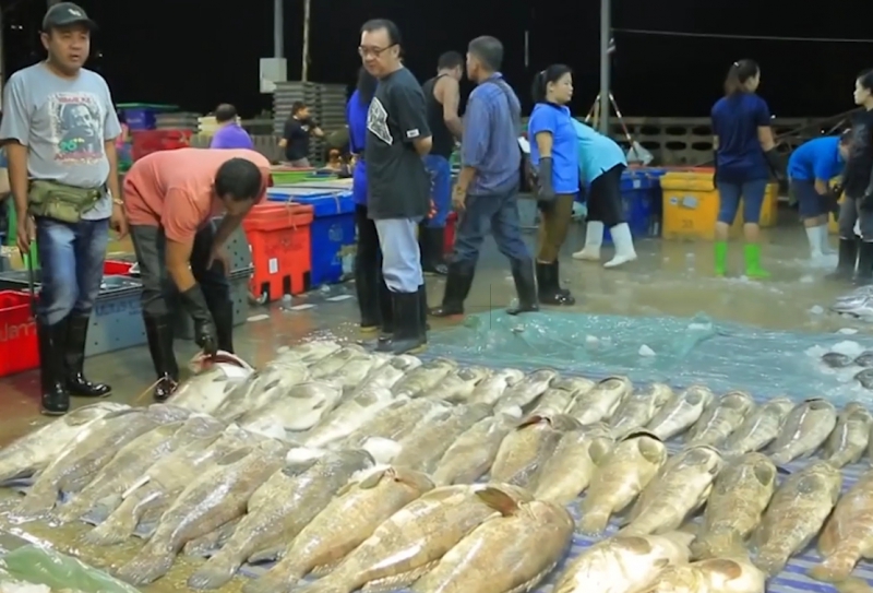 Rows of fresh fish at Bangkok Fish Market