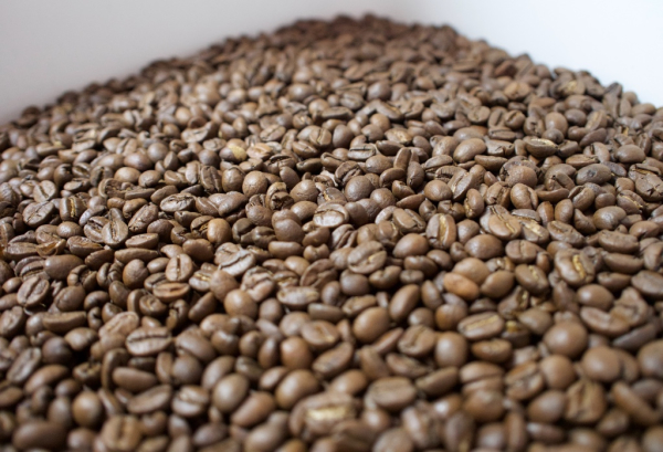 Freshly roasted coffee beans at Ceresia Coffee Roasters