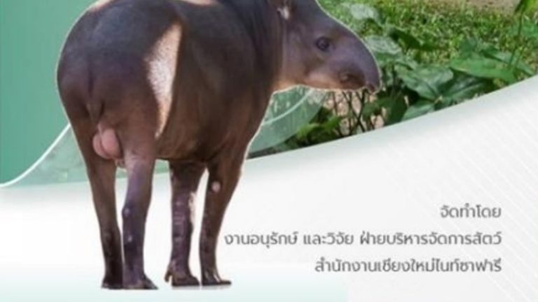 Brazilian tapir presented by Chiang Mai Night Safari