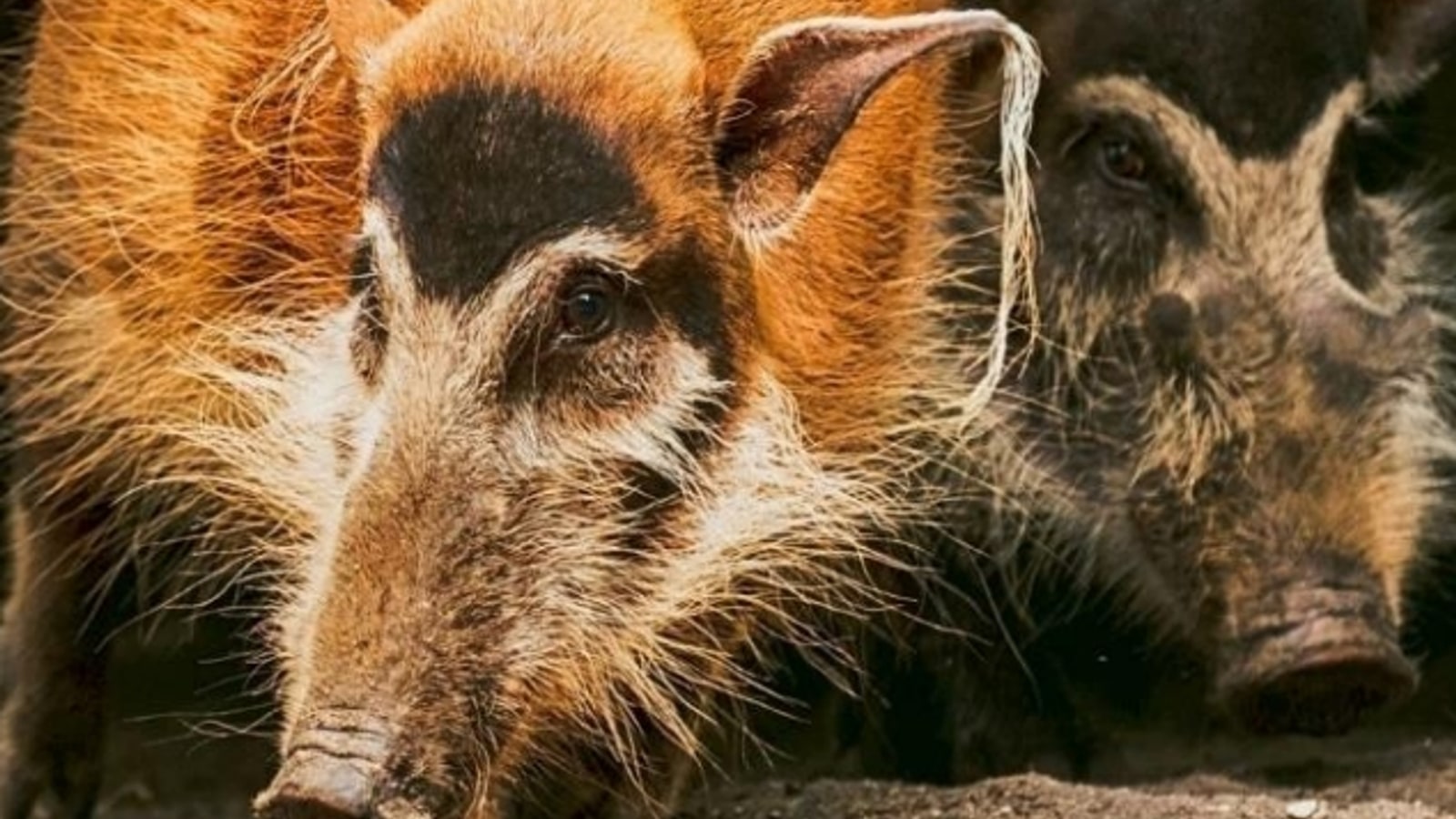 Pair of red river hogs at Chiang Mai Night Safari