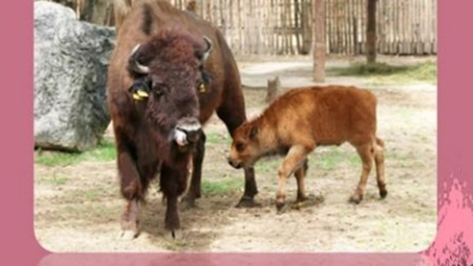 Two bison presented by Chiang Mai Night Safari