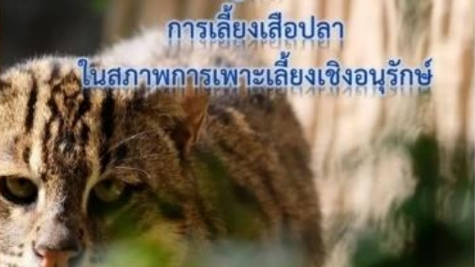 Fishing cat presented by Chiang Mai Night Safari