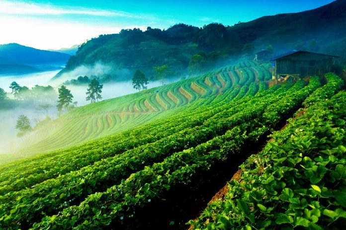 Doi Ang Khang agricultural slopes Terraced crops and morning mist at Doi Ang Khang in Chiang Mai