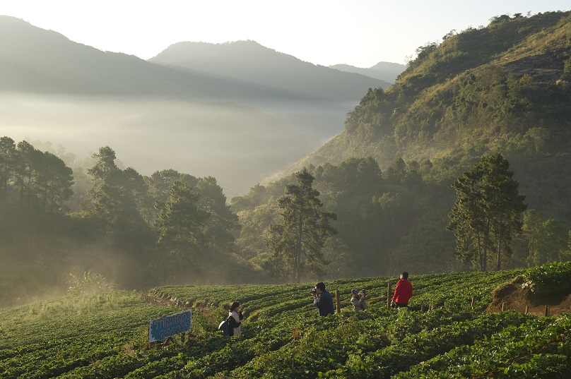 Visitors in cultivated fields above a misty Doi Ang Khang valley
