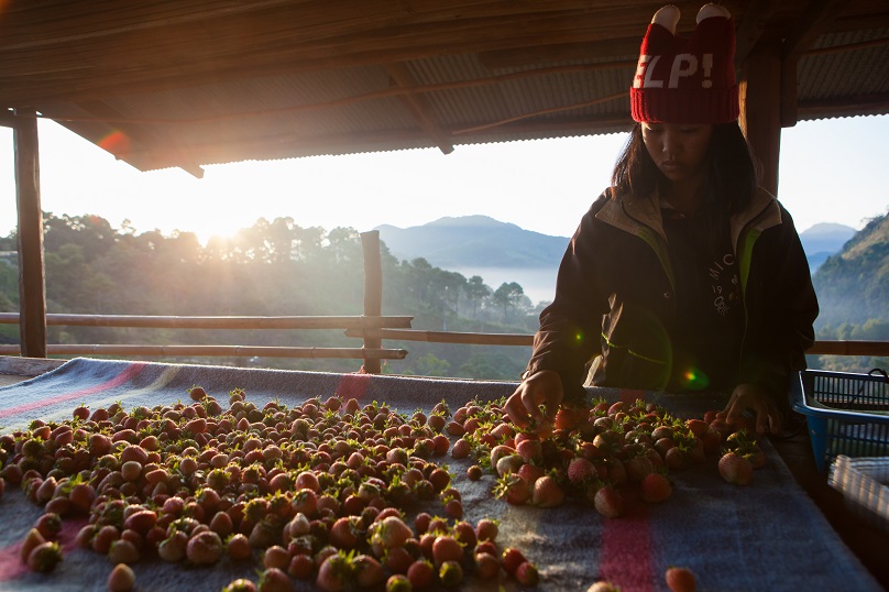 Worker sorting strawberries at Doi Ang Khang