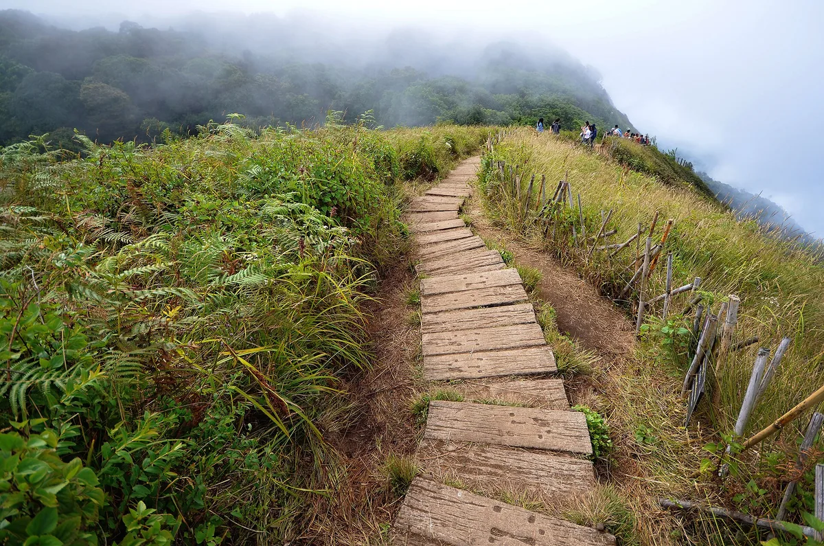 Wooden boardwalk crossing the misty Kew Mae Pan grassland