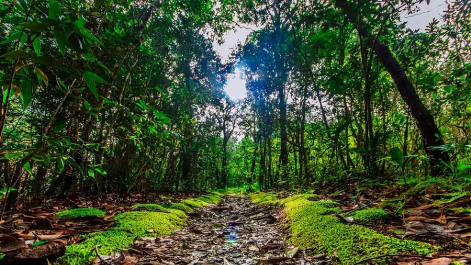 Rocky forest path on the Khao Ngon Nak nature trail