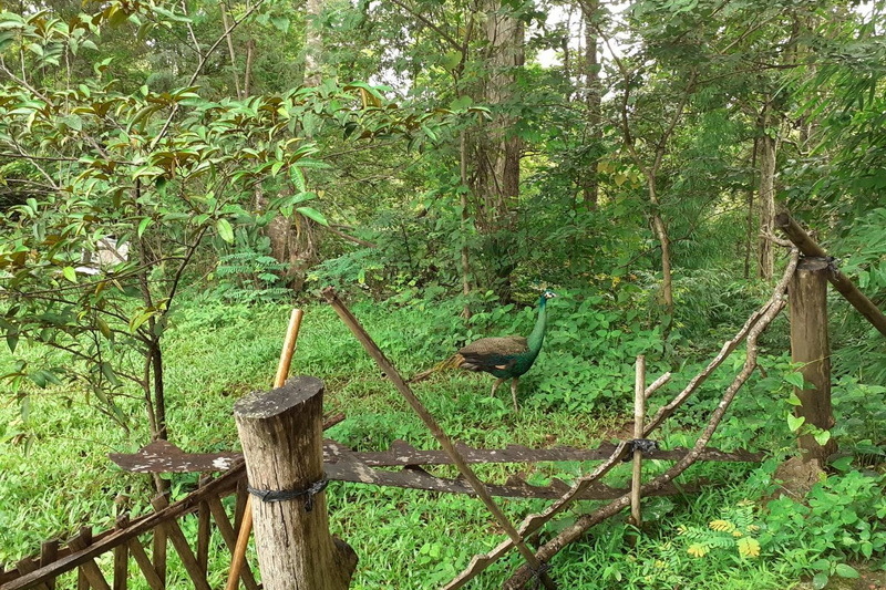 Narrow forest path through Mae Takhrai National Park
