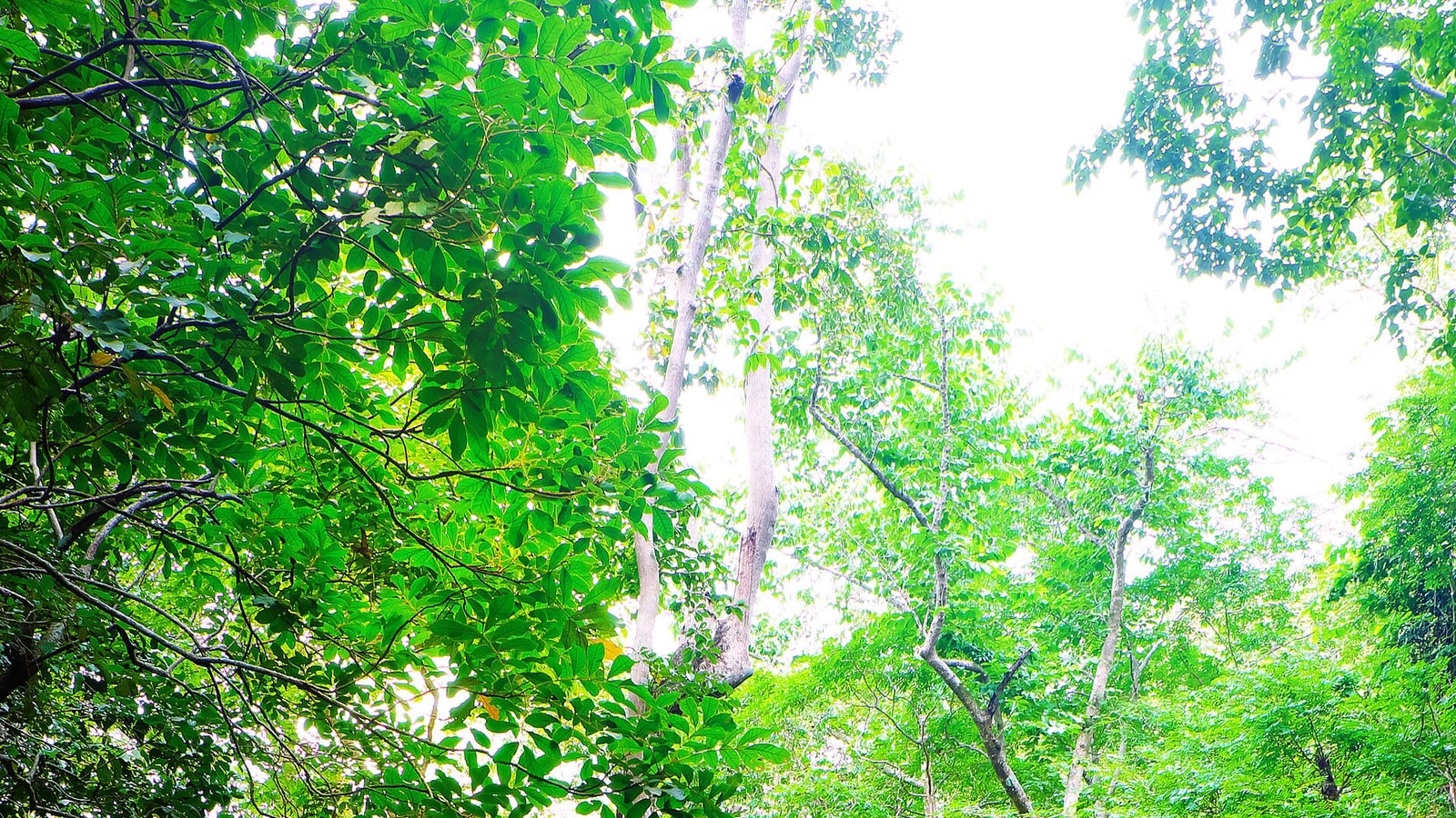 Green forest canopy in Namtok Sam Lan National Park