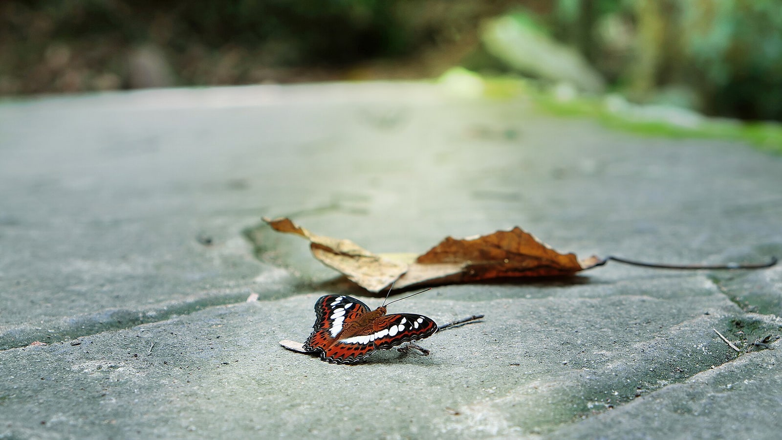 Butterfly resting on rock in Namtok Sam Lan National Park