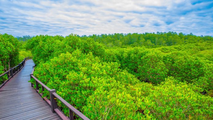 Pran Buri Forest Park mangrove boardwalk Raised wooden boardwalk through Pran Buri Forest Park mangroves