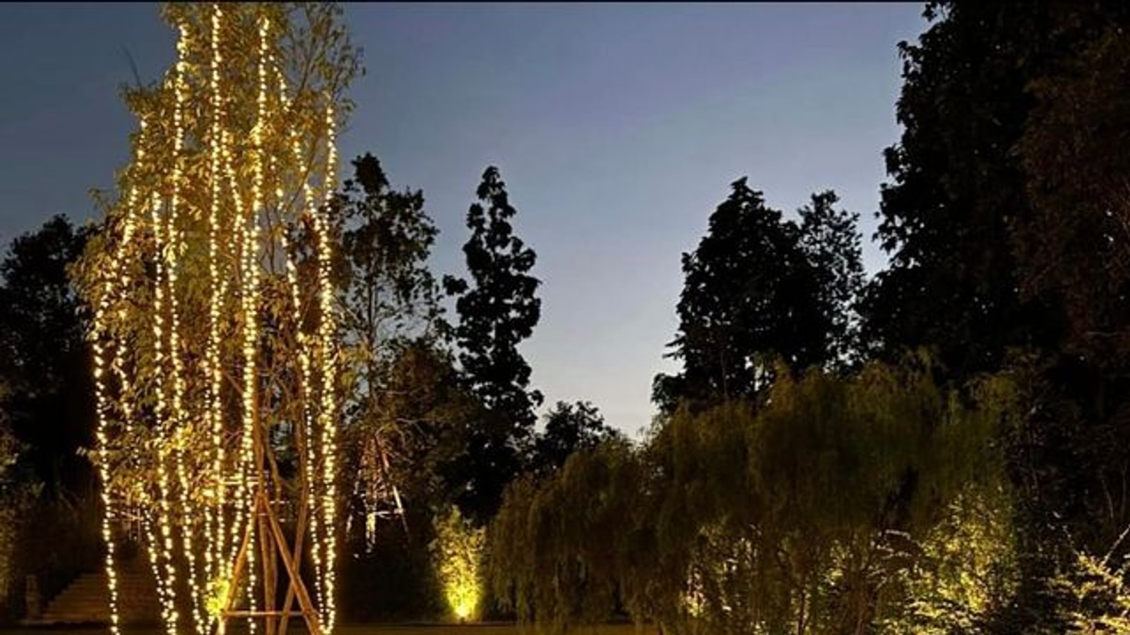 Illuminated trees in the garden at Sela Chiang Mai
