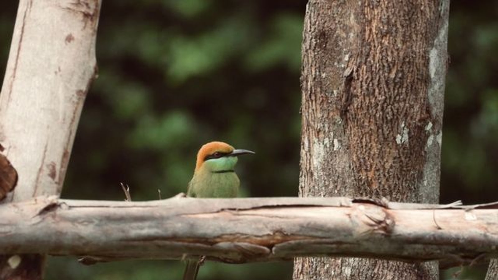Small bird perched in the grounds of Sela Chiang Mai