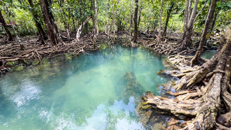 Clear blue-green canal and mangrove roots at Tha Pom Khlong Song Nam