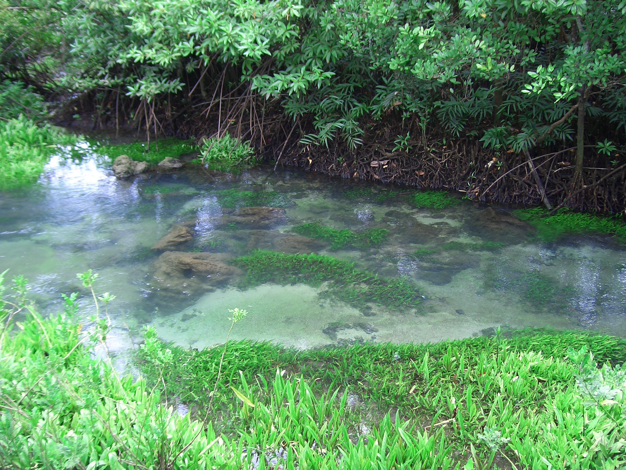 Clear stream and mangrove vegetation at Tha Pom